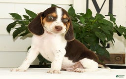 Beagle dogs for sale: Perry - Image 3