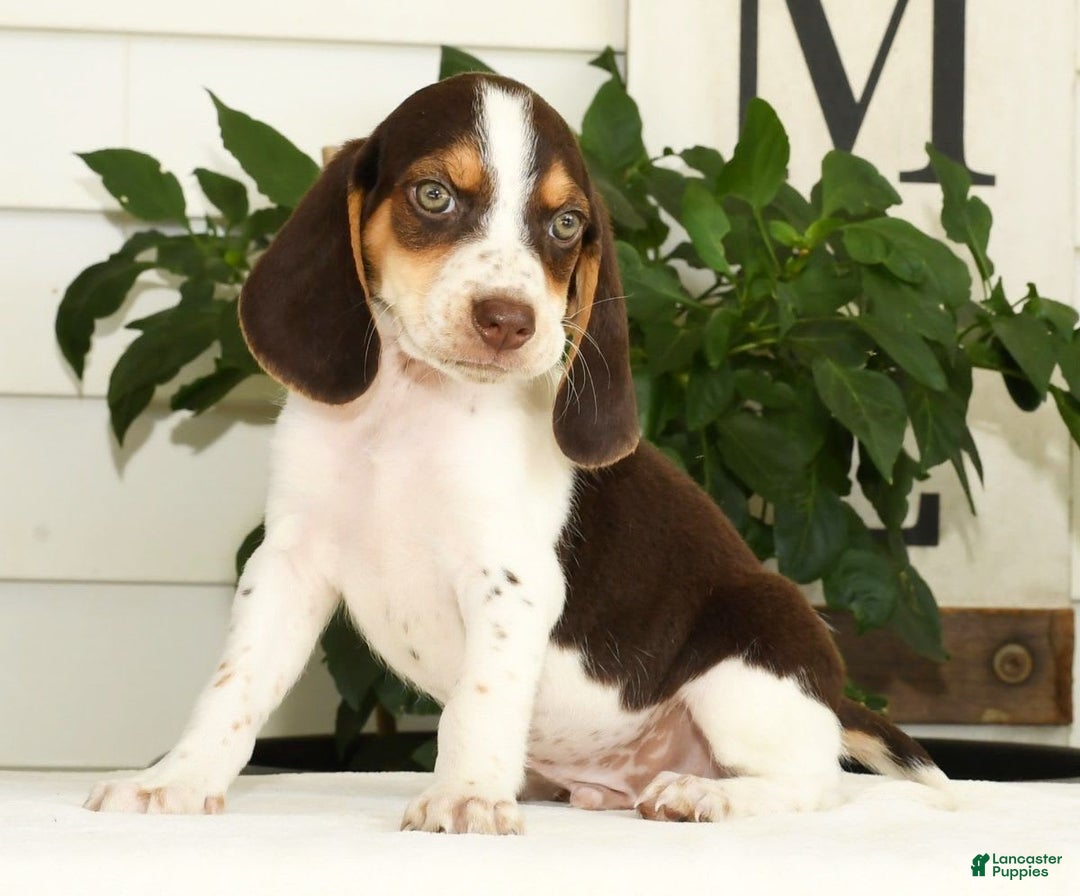 Beagle dogs for sale: Perry - Image 3