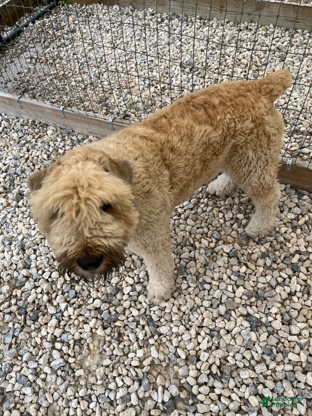 Bouvier Des Flandres dogs for sale: Female 1 Light - Image 2