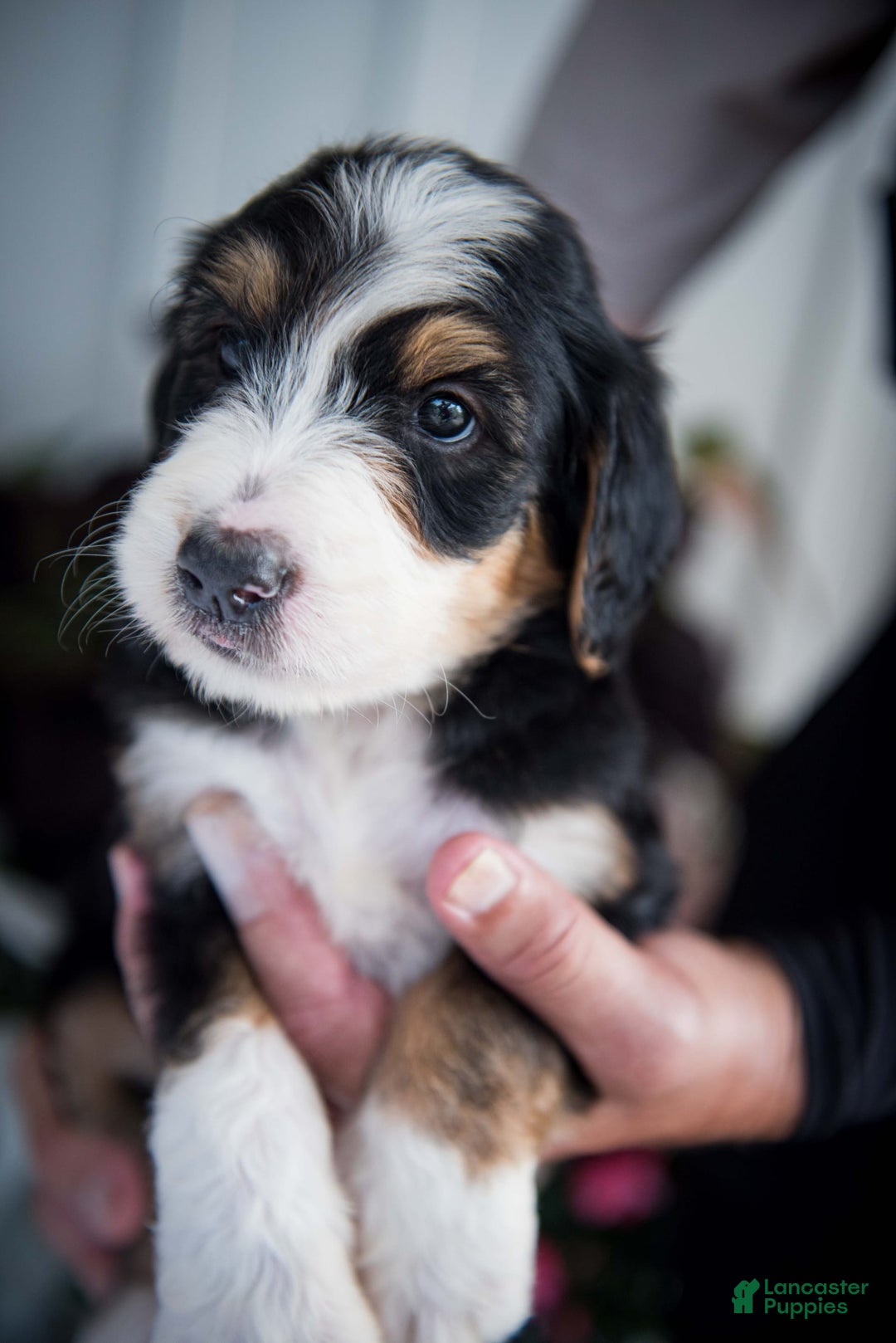 Bernedoodle dogs for sale: Spiderman - Image 21