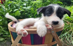 Border Collie dogs for sale: Snowflake - Image 14