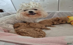 Maltipoo dogs for sale: Tommy - Image 4