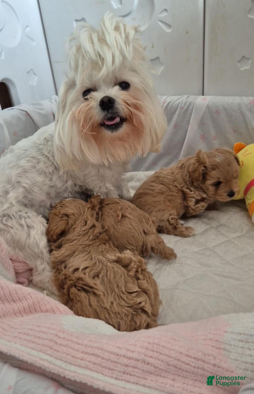 Maltipoo dogs for sale: Tommy - Image 4