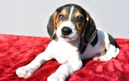 Beagle dogs for sale: Sammy - Image 4