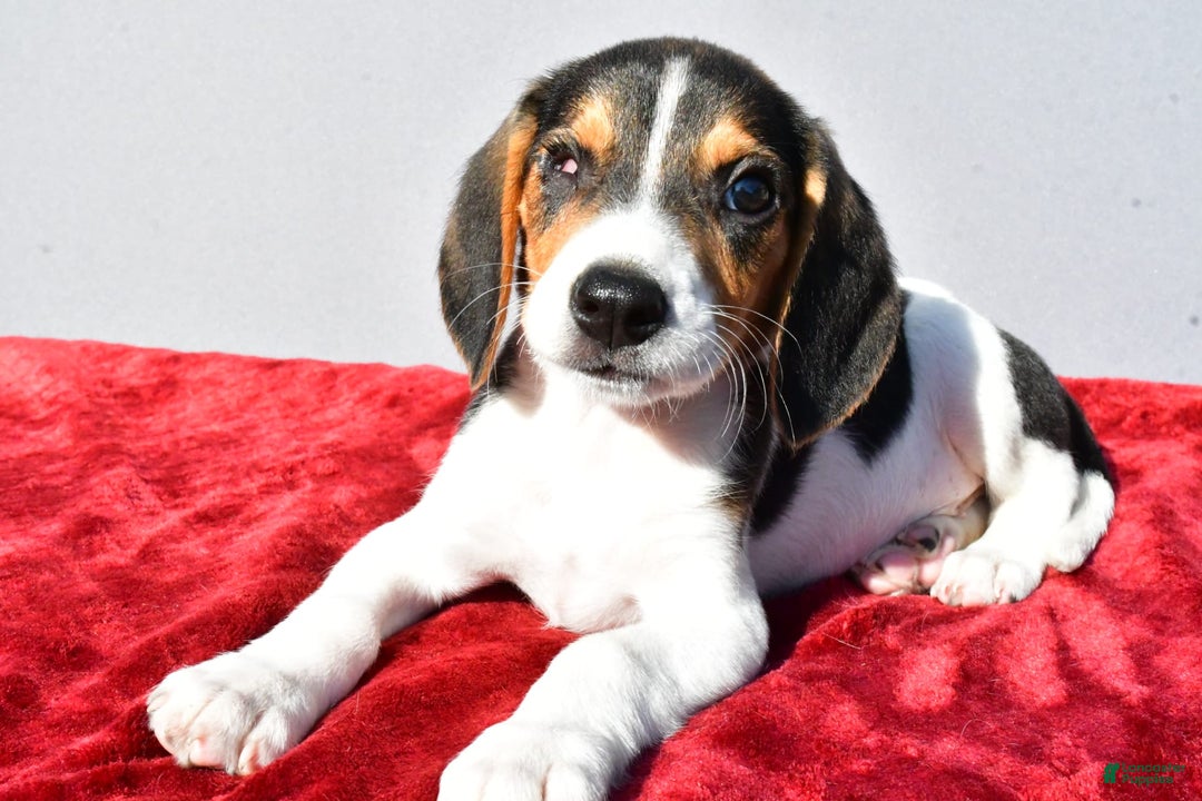 Beagle dogs for sale: Sammy - Image 4