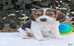 Beagle dogs for sale: Max - Image 3