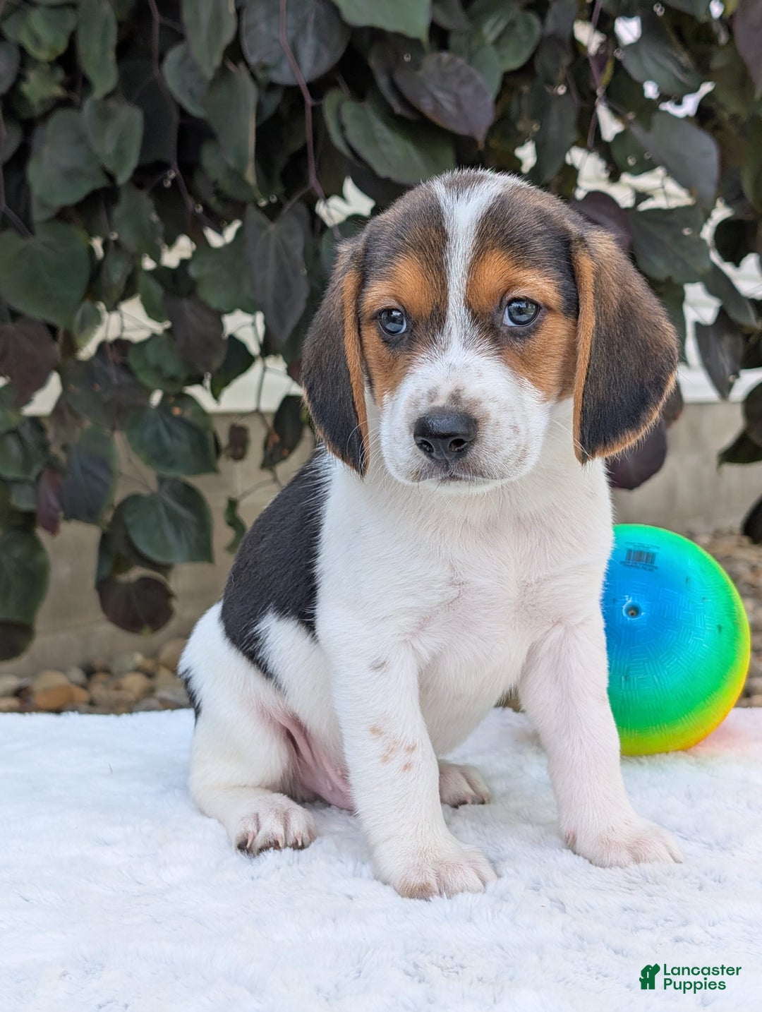 Beagle dogs for sale: Max - Image 3