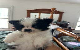 Pomeranian dogs for sale: Lexi Black - Image 5