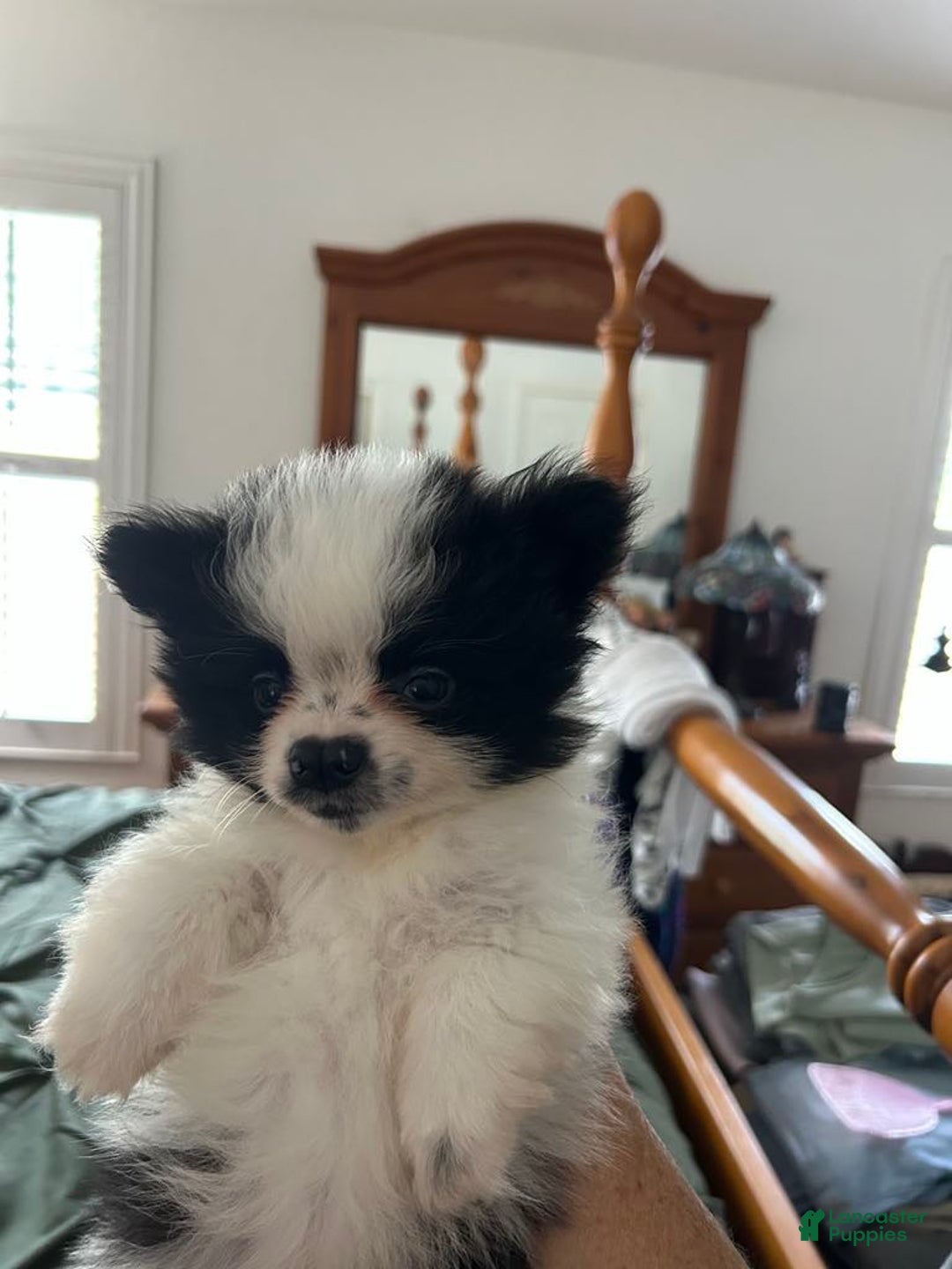 Pomeranian dogs for sale: Lexi Black - Image 5