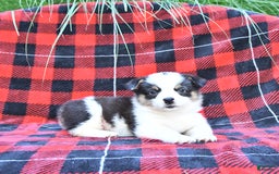 Welsh Corgi Pembroke dogs for sale: Sport - Image 4