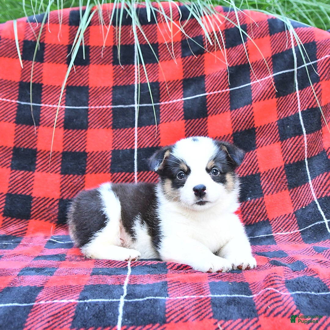 Welsh Corgi Pembroke dogs for sale: Sport - Image 4