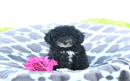 Toy Poodle dogs for sale: Kobey - Image 7