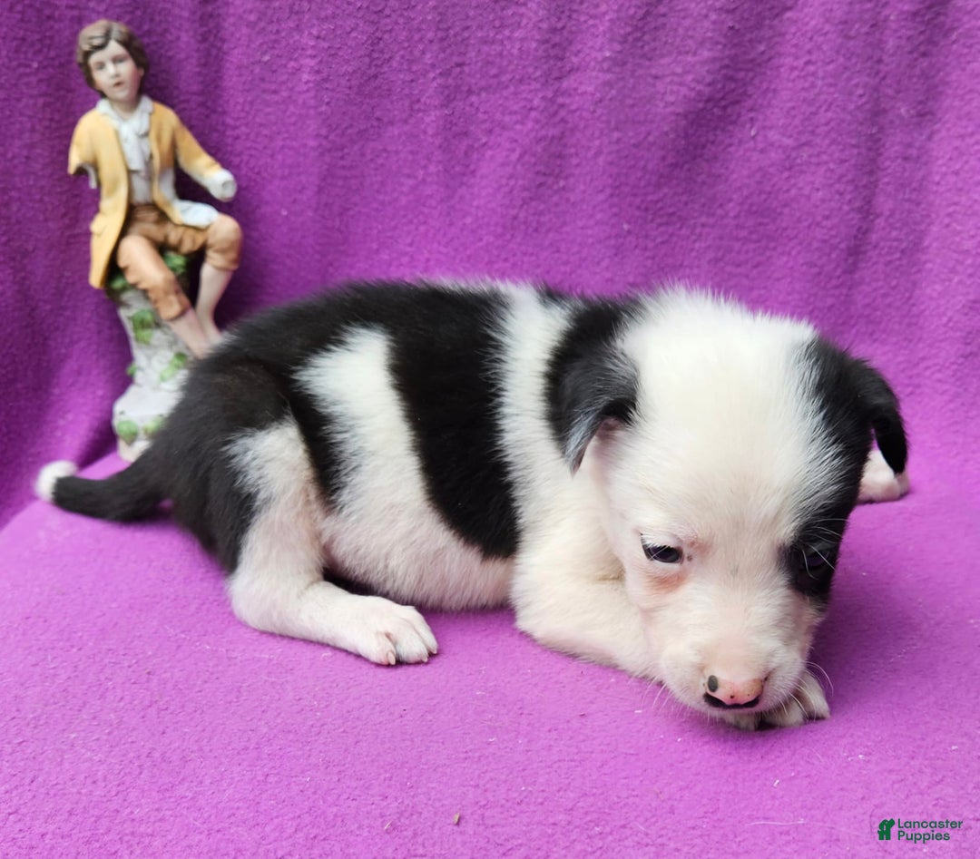 Border Collie dogs for sale: Justi - Image 24