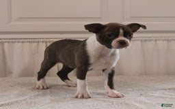 Boston Terrier dogs for sale: Sugar - Image 3
