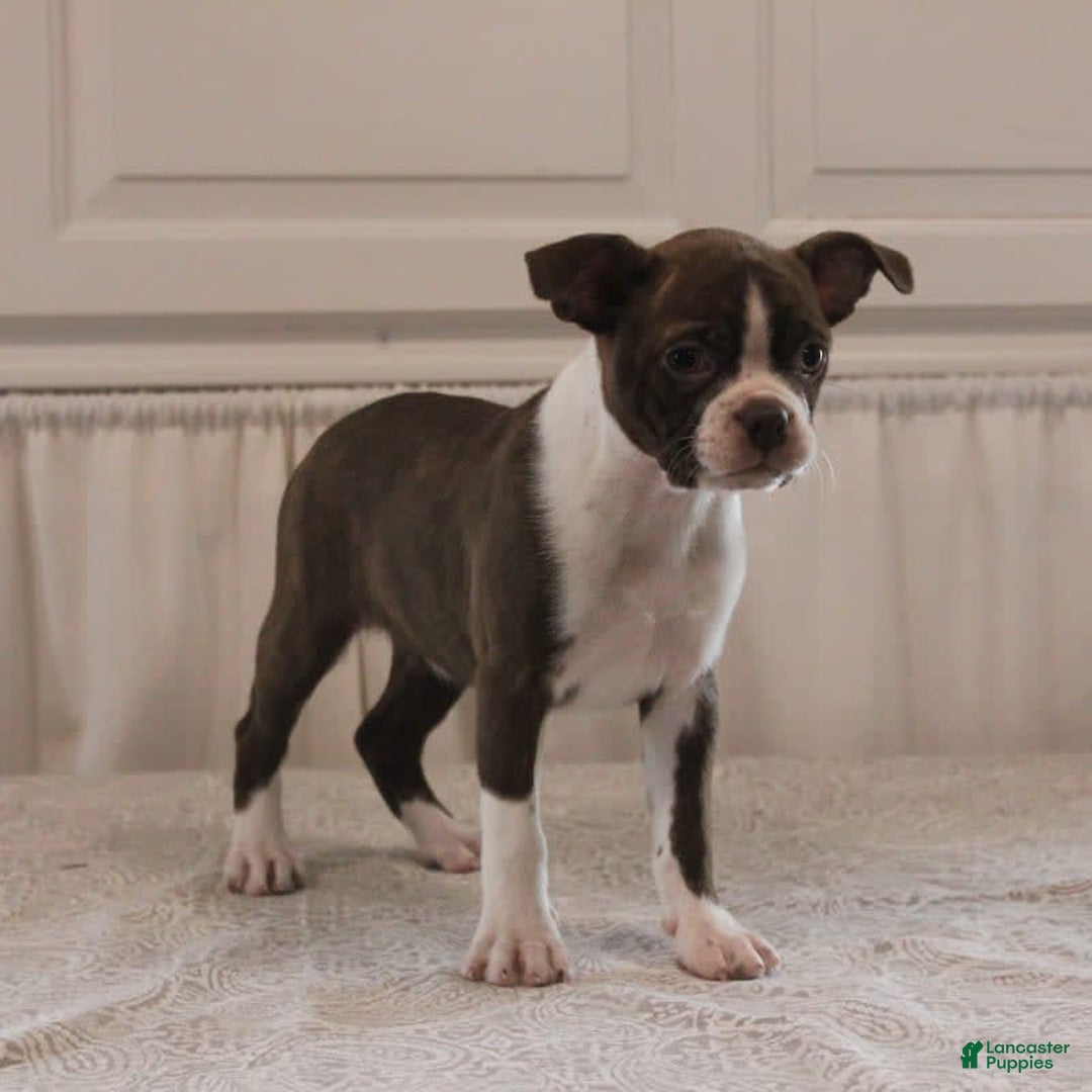Boston Terrier dogs for sale: Sugar - Image 3