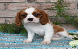 Cavalier King Charles Spaniel dogs for sale: Sparky - Image 10