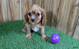 Cavalier King Charles Spaniel dogs for sale: Lucy Girl 3 - Image 6