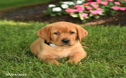 Labrador Retriever dogs for sale: Stella - Image 1