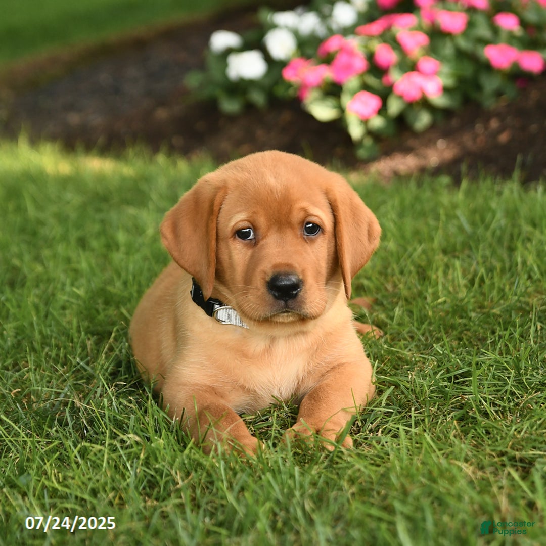 Labrador Retriever dogs for sale: Stella - Image 1