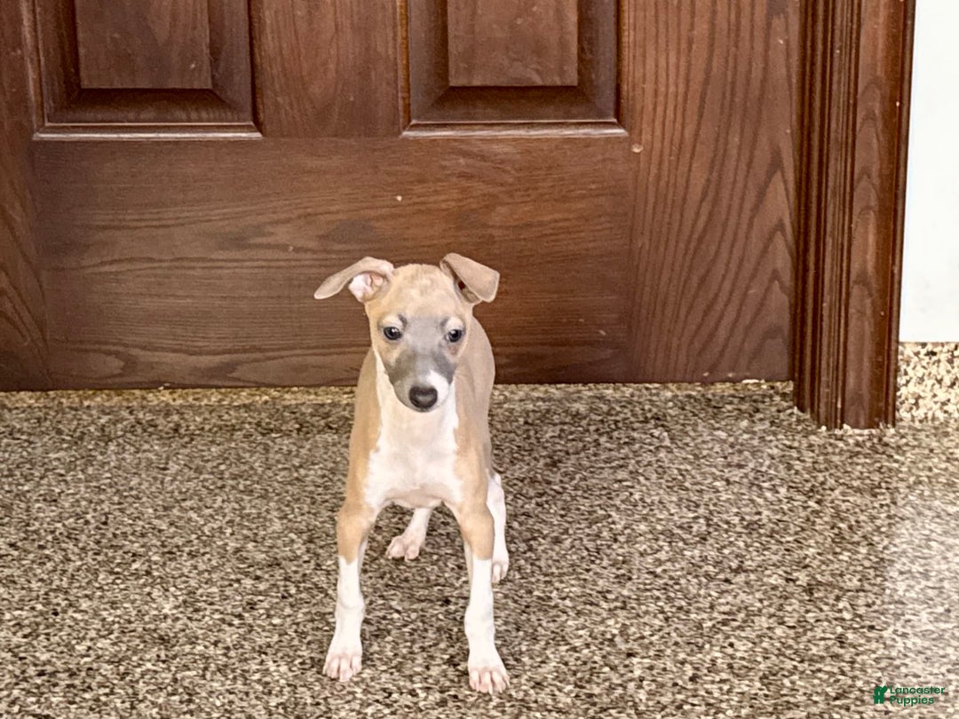 Italian Greyhound dogs for sale: Gerald - Image 5