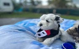 Miniature Schnauzer dogs for sale: Thor - Image 9