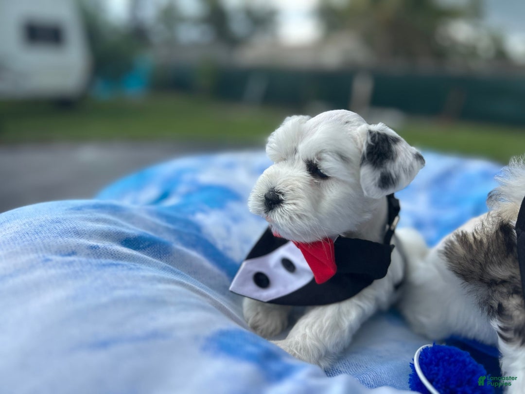 Miniature Schnauzer dogs for sale: Thor - Image 9