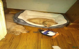 Golden Retriever dogs for sale: Golden Retriever 9 puppies - Image 3