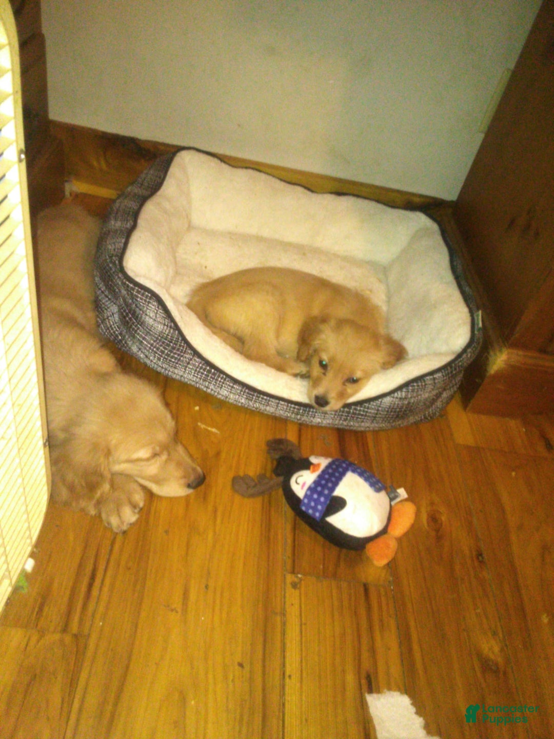 Golden Retriever dogs for sale: Golden Retriever 9 puppies - Image 3