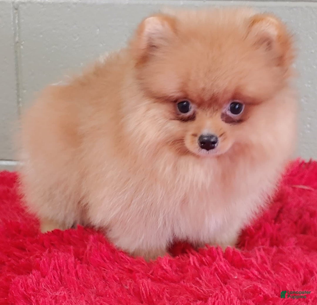 Pomeranian dogs for sale: Spanky - Image 3