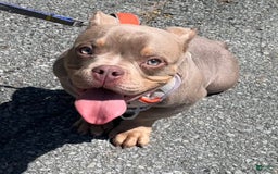 American Bully dogs for sale: Lance - Image 23