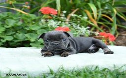 French Bulldog dogs for sale: Bunny - Image 4