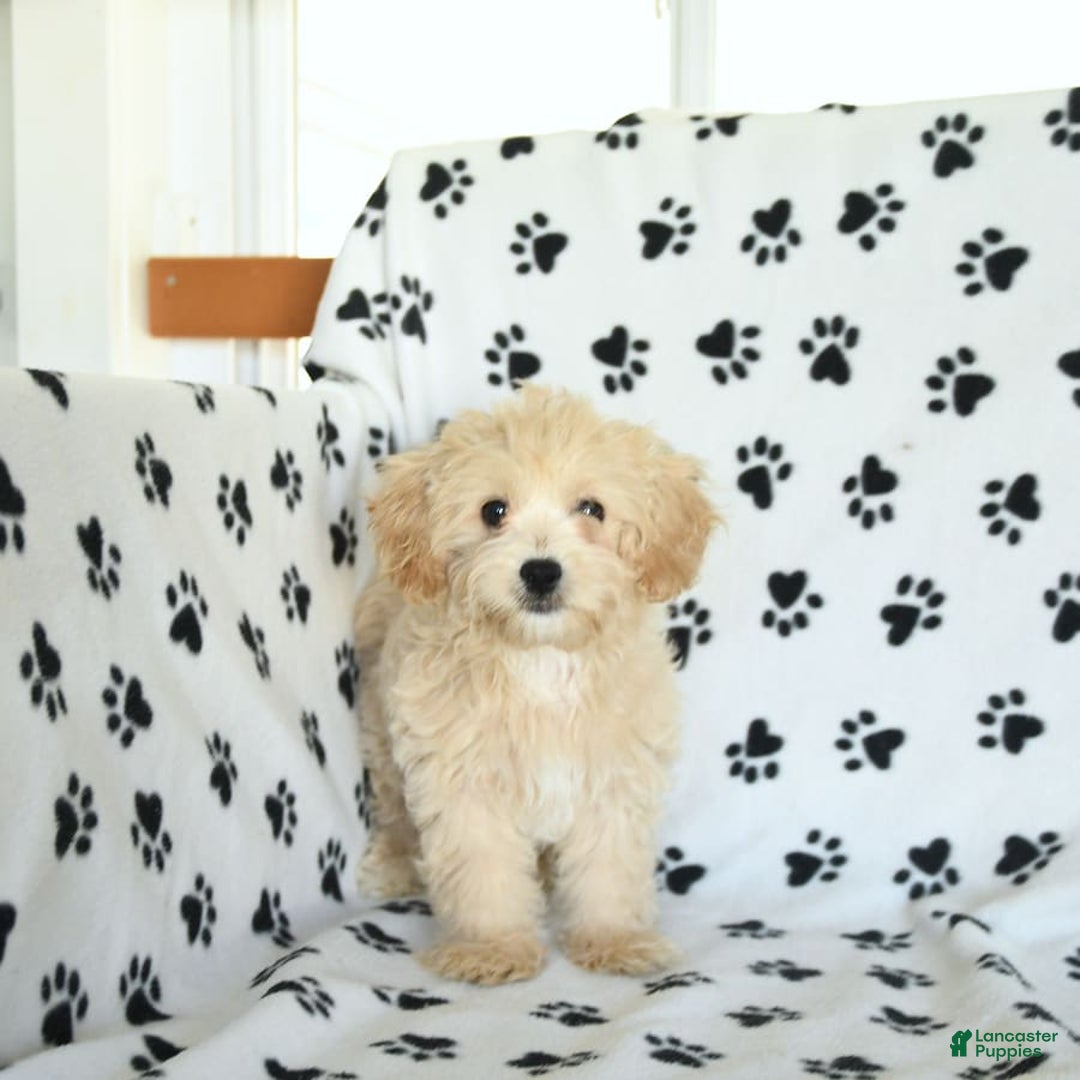 Cavapoo dogs for sale: Ace - Image 5