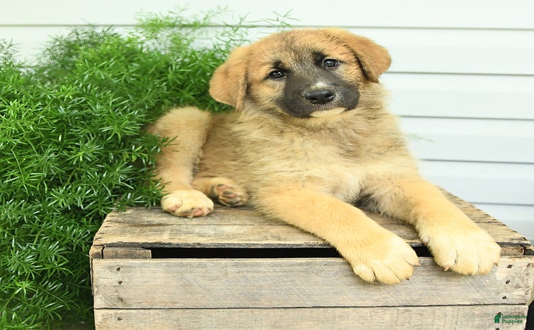German Shepherd dogs - Advert 5