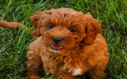 Cavalier King Charles Spaniel dogs for sale: Cavalier King Charles Spaniel 4 puppies - Image 5