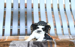 Cocker Spaniel dogs for sale: Kobey - Image 2