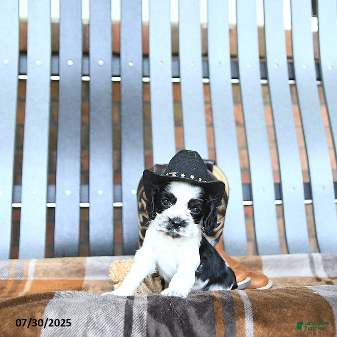 Cocker Spaniel dogs for sale: Kobey - Image 2