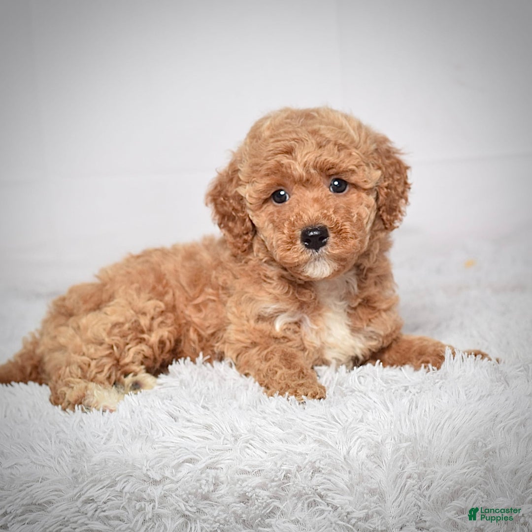 Mini Goldendoodle dogs for sale: Wyatt - Image 5