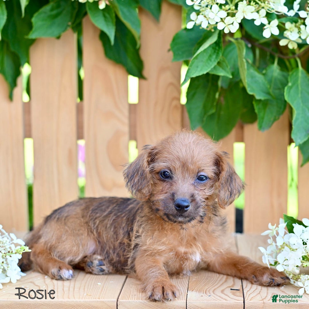 Jackapoo dogs for sale: Rosie - Image 1