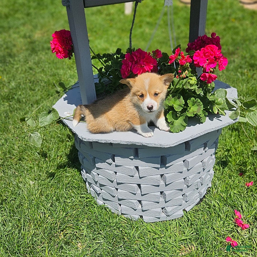 Welsh Corgi Pembroke dogs for sale: Popcorn - Image 3