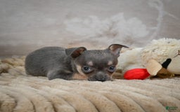 Chihuahua dogs for sale: Sally - Image 9