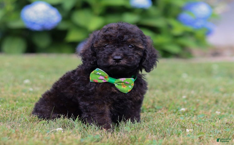 Miniature Poodle dogs for sale - Ad 1