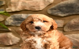 Labradoodle dogs for sale: Larry - Image 3