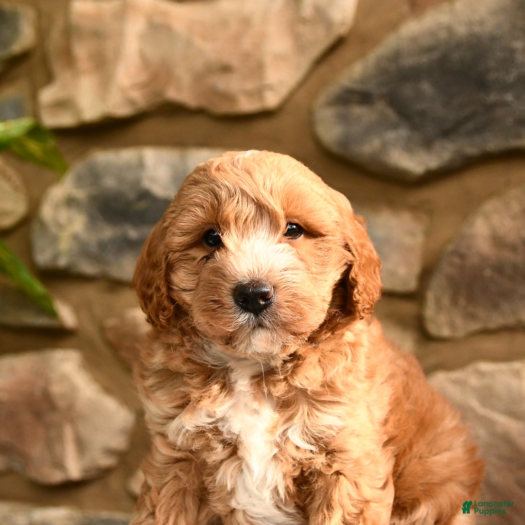 Labradoodle dogs for sale: Larry - Image 3