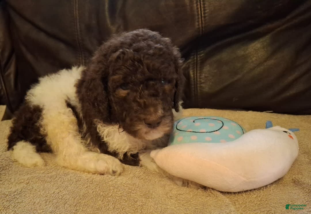 Labradoodle dogs for sale: Huckleberry - Image 3