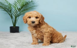 Mini Goldendoodle dogs for sale: Sunshine - Image 2