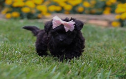 Yorkiepoo dogs for sale: Allie - Image 2