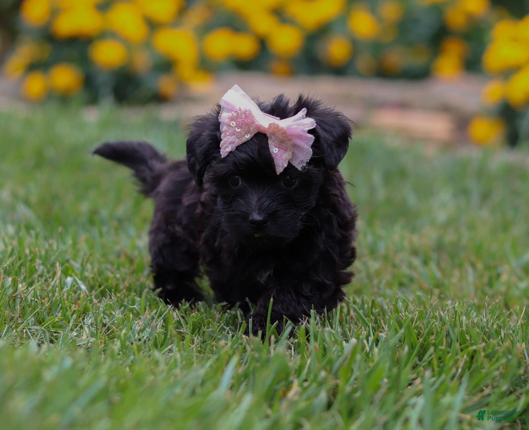 Yorkiepoo dogs for sale: Allie - Image 2
