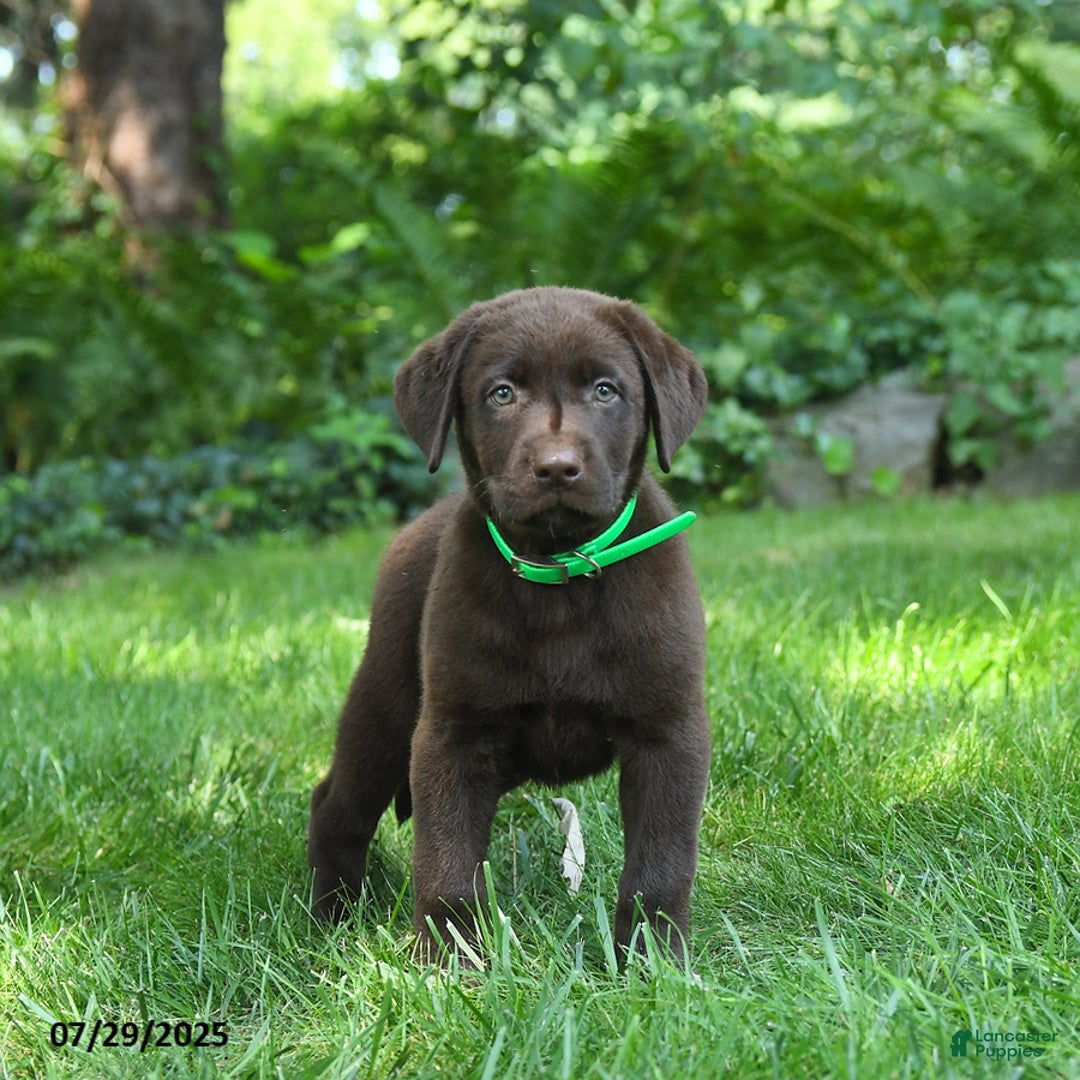 Labrador Retriever dogs for sale: Midnight - Image 4