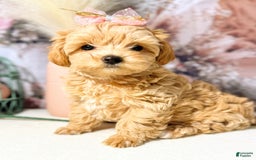 Maltipoo dogs for sale: Dark Pink Collar - Image 15