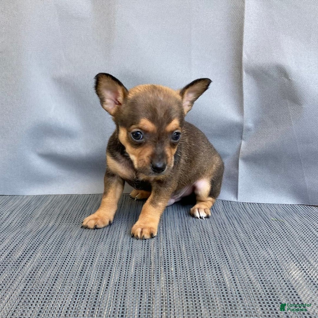 Chihuahua dogs for sale: Reggie - Image 4